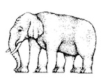 elefanttoes